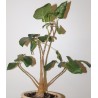 Фикус Ficus palmeri