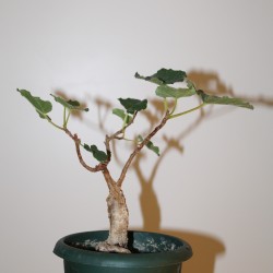 Ъ26 Фикус Ficus tettensis - Галерея