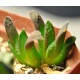 Haworthia truncata hybrid Ежик
