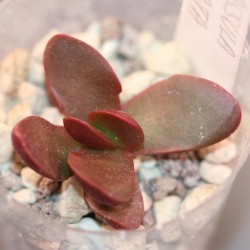 Крассула Crassula clavata - Галерея