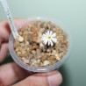 Conophytum pellucidum