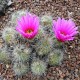 Echinocereus stramineus