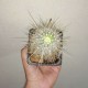 Echinocereus stramineus