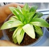 Haworthia mutica variegata