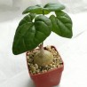 Pyrenacantha malvifolia / Галерея