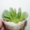 Haworthia truncata Lime Green - детка