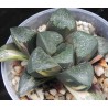 Haworthia гибридная Boris
