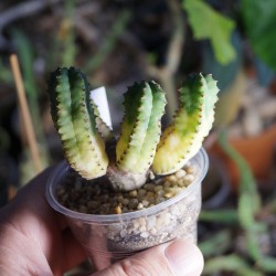 Euphorbia tubiglans variegata