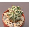 Эуфорбия Euphorbia meloformis variegata - Галерея