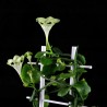 Ceropegia sandersonii - черенок