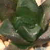 Haworthia maughanii гибридная Spain 820