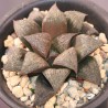 Haworthia splendens Black AR820