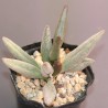 Adromischus marianae alveolatus Silver