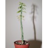 Перескиопсис Pereskiopsis