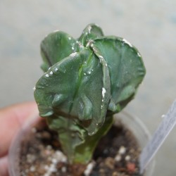 Астрофитум Astrophytum myriostigma nudum fukuryu 9a