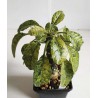 Дорстения Dorstenia foetida variegata small