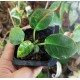 Дорстения Dorstenia foetida variegata