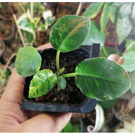 Дорстения Dorstenia foetida variegata