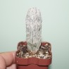 Astrophytum Onzuka fukuryu