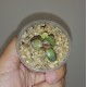 Adromischus hemisphaericus variegata