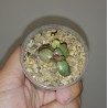 Adromischus hemisphaericus variegata