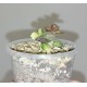Adromischus hemisphaericus variegata