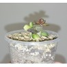 Adromischus hemisphaericus variegata small