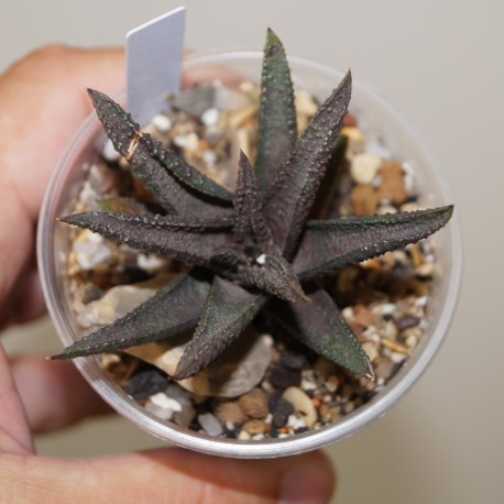 Haworthia Onigawara