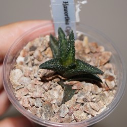 Haworthia Onigawara