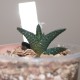 Haworthia Onigawara