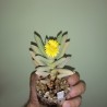 Schwantesia triebneri