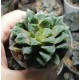 Haworthia гибрид VVG12 x Gorbi