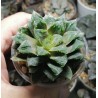 Haworthia гибрид VVG12 x Gorbi