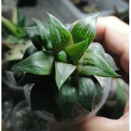Haworthia mutica hybrid