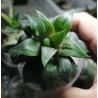 Haworthia mutica hybrid