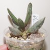 Adromischus mammilaris small