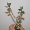 Adromischus alstonii Spain