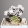 Копьяпоа Copiapoa tenuissima monstrosa