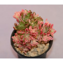 ъ26 Aeonium sedifolium variegata - Галерея