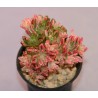 Aeonium sedifolium variegata