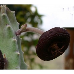 Tromotriche engleriana (Stapelia engleriana)