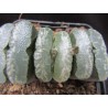 Haworthia truncata Gintuki