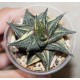 Haworthia limifolia variegata