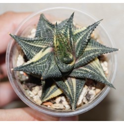 Haworthia limifolia variegata