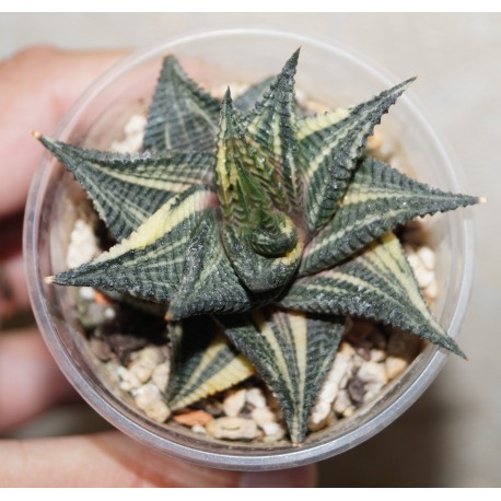 Haworthia limifolia variegata
