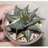 Хавортия Haworthia limifolia variegata - Галерея