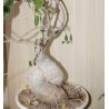 Фокея Fockea edulis