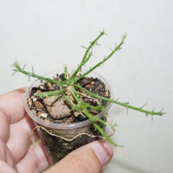 Euphorbia pugniformis ex-cristata