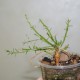 Euphorbia pugniformis ex-cristata