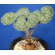 Pelargonium barklyi